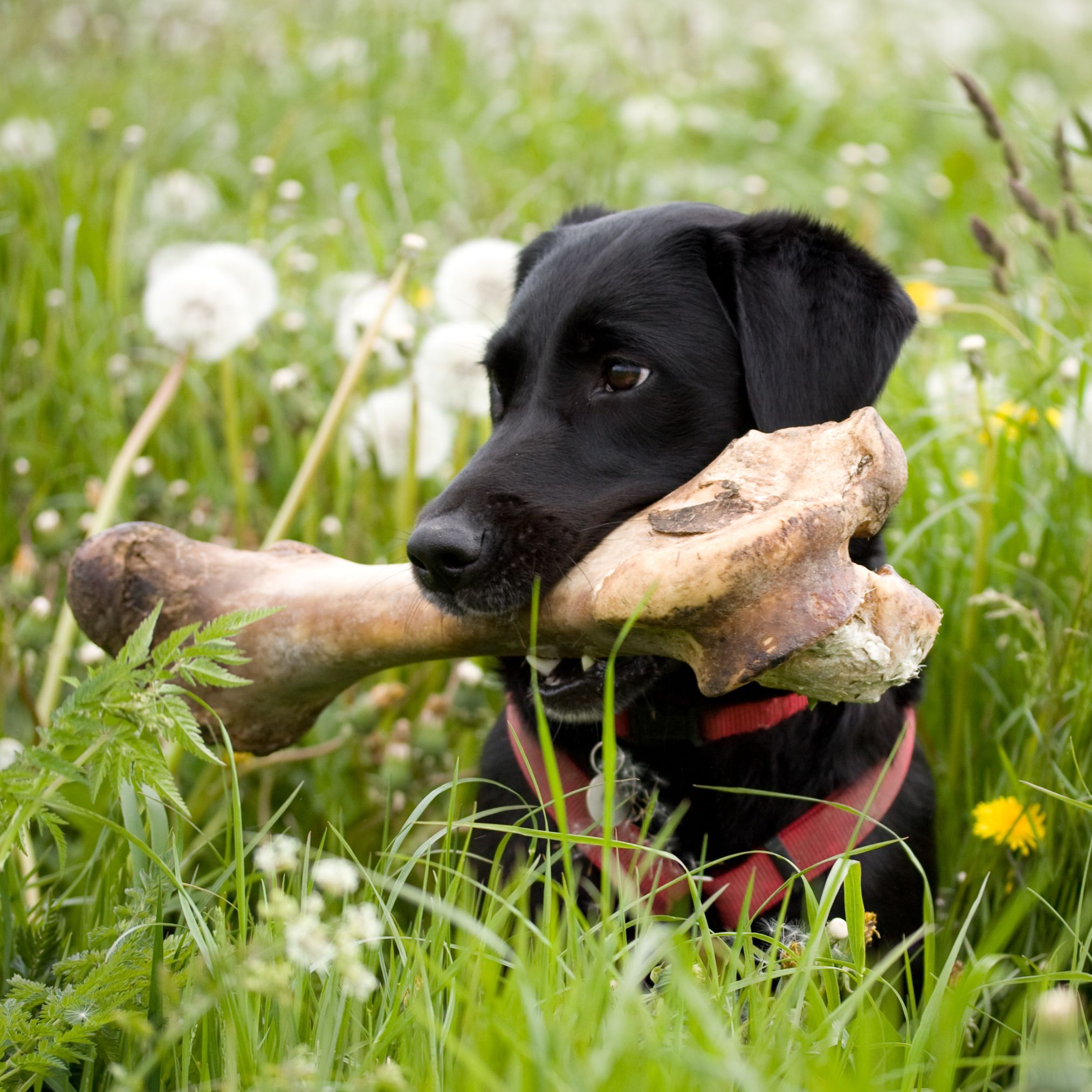 welche knochen für hunde