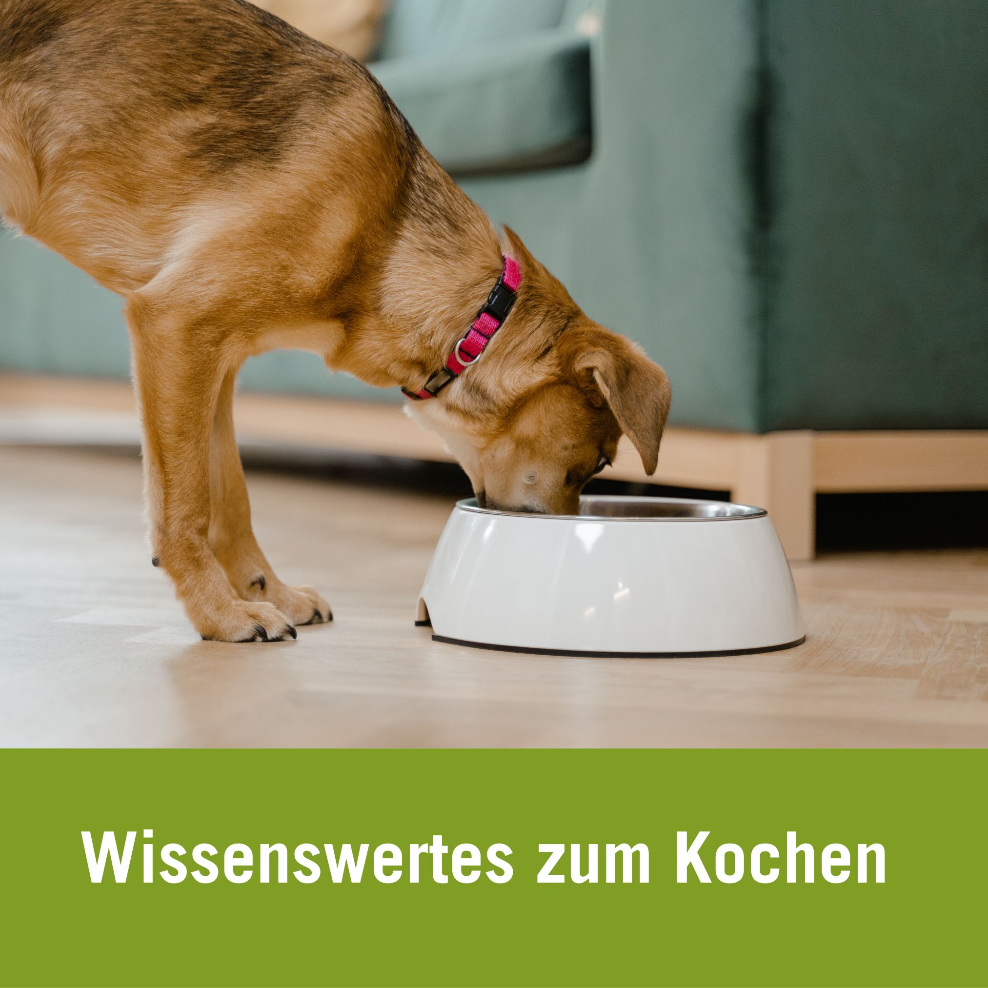 hundefutter katzenfutter selber kochen | Wissenswertes zum Kochen, Terrier mit weißem Napf