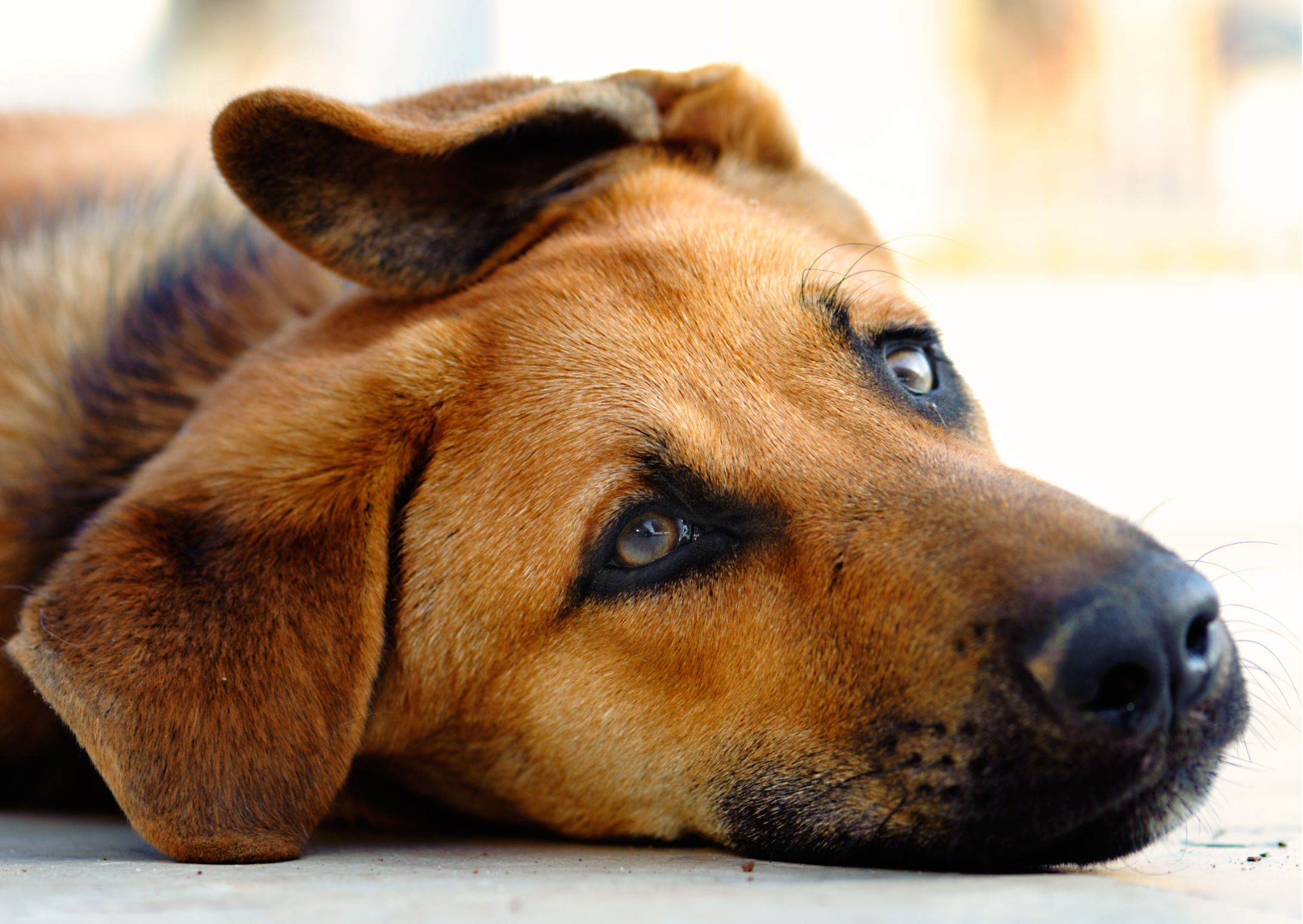 leishmaniose hund ernährung