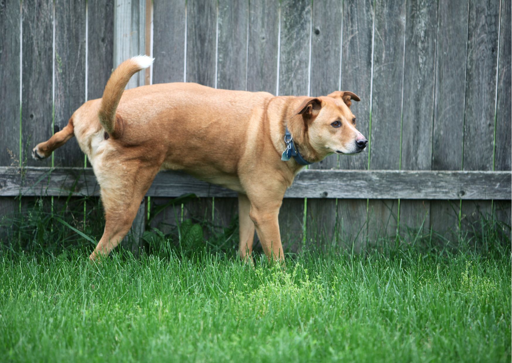 harnsteine hund ernährung