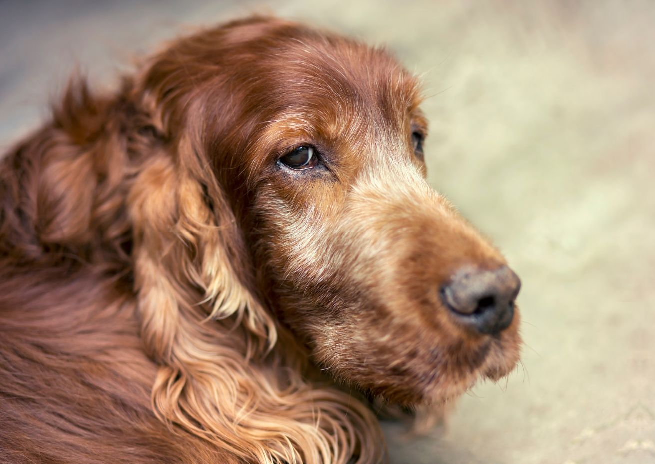 BARF Rezepte für Hunde Senioren und alte Hunde I Futtermedicus BARFwelt